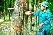 Xuất khẩu cao su thiên nhiên của Việt Nam sụt giảm 